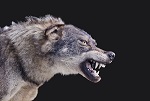 Vartotojo avataras